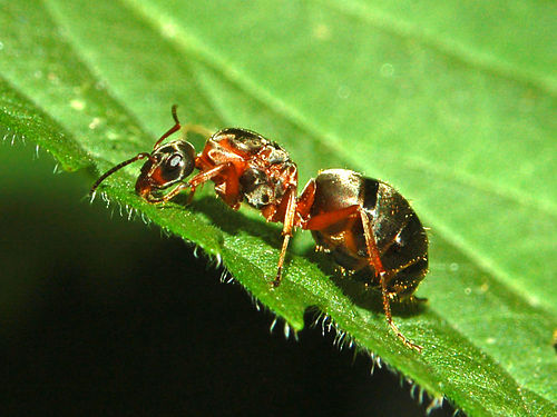 Formica pratensis